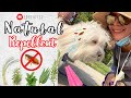 HOW TO MAKE a Flea Repellent NATURAL for dogs I Lorentix