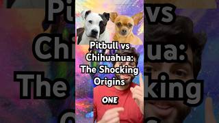Pitbull Vs Chihuahua The Shocking Origins dogs
