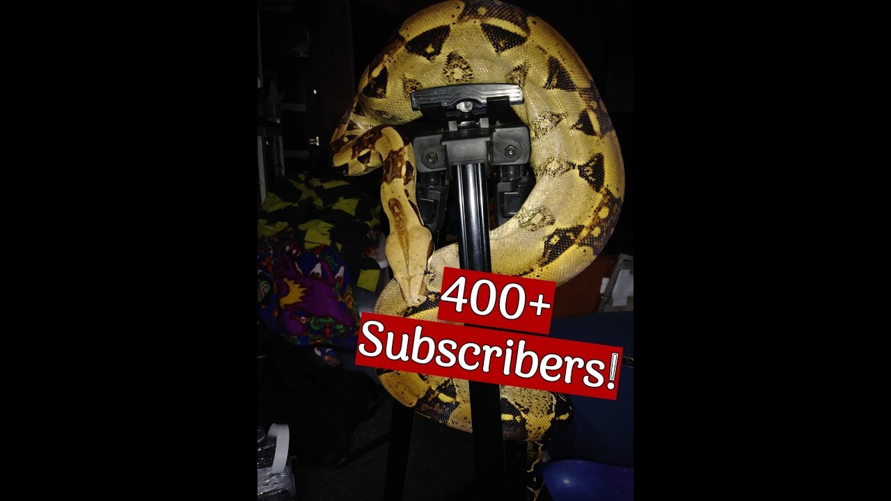 reptile lovers live with 80 snakes 400+ Subscribers And The Future Of TWR
