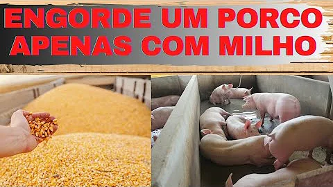 Como engordar porco com milho de molho?