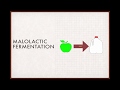 Winecast: Malolactic Fermentation