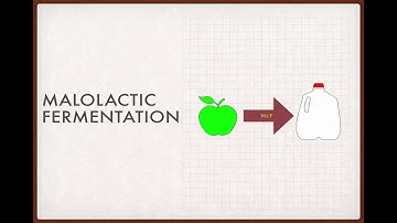 Winecast: Malolactic Fermentation