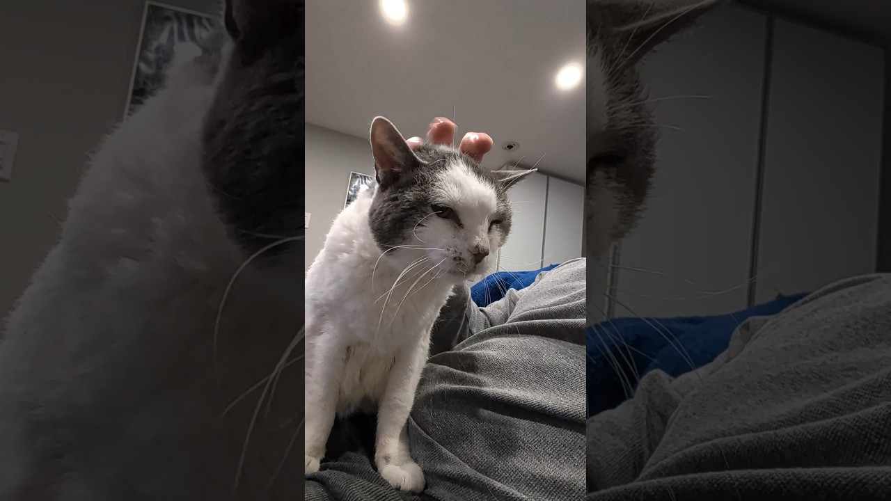 Friday the 13th, my #cats, and no foster kittens yet. #catdad