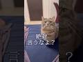 ママに内緒で猫に美味しいおやつをあげた結果...#shorts #マンチカン #猫