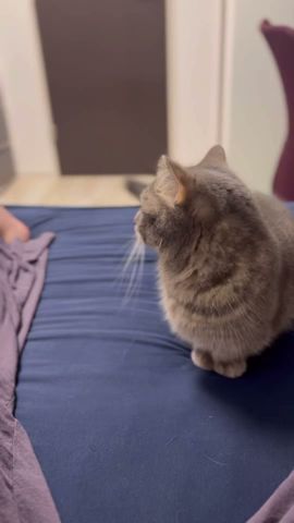 ママに内緒で猫に美味しいおやつをあげた結果...#shorts #マンチカン #猫
