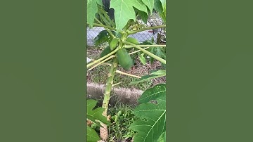 Dwarf papaya tree…3 feet & bearing fruits
