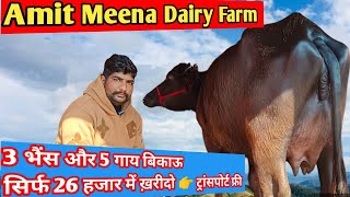 आज खरीदो सबसे सस्ती 3 भैंस और 5 साहीवाल राठी थारपारकर क्रॉस ब्रीड गाय बिकाऊ। Amit Meena Dairy Farm
