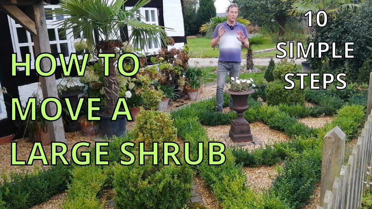 How to Move a Large Garden Plant or Shrub, 10 top tips! YouTube