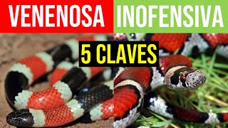 ¿Cómo Diferenciar una Serpiente Venenosa de una NO Venenosa? Emponzoñamiento Ofídico| Mentes Médicas