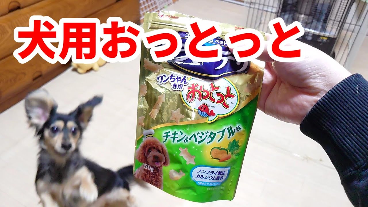 犬用おっとっとで まさかの展開が カニンヘンダックスフンド Youtube
