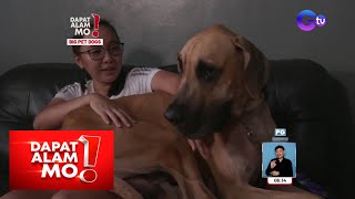 Big dog breeds, ano ang tamang pagaalaga? | Dapat Alam Mo!