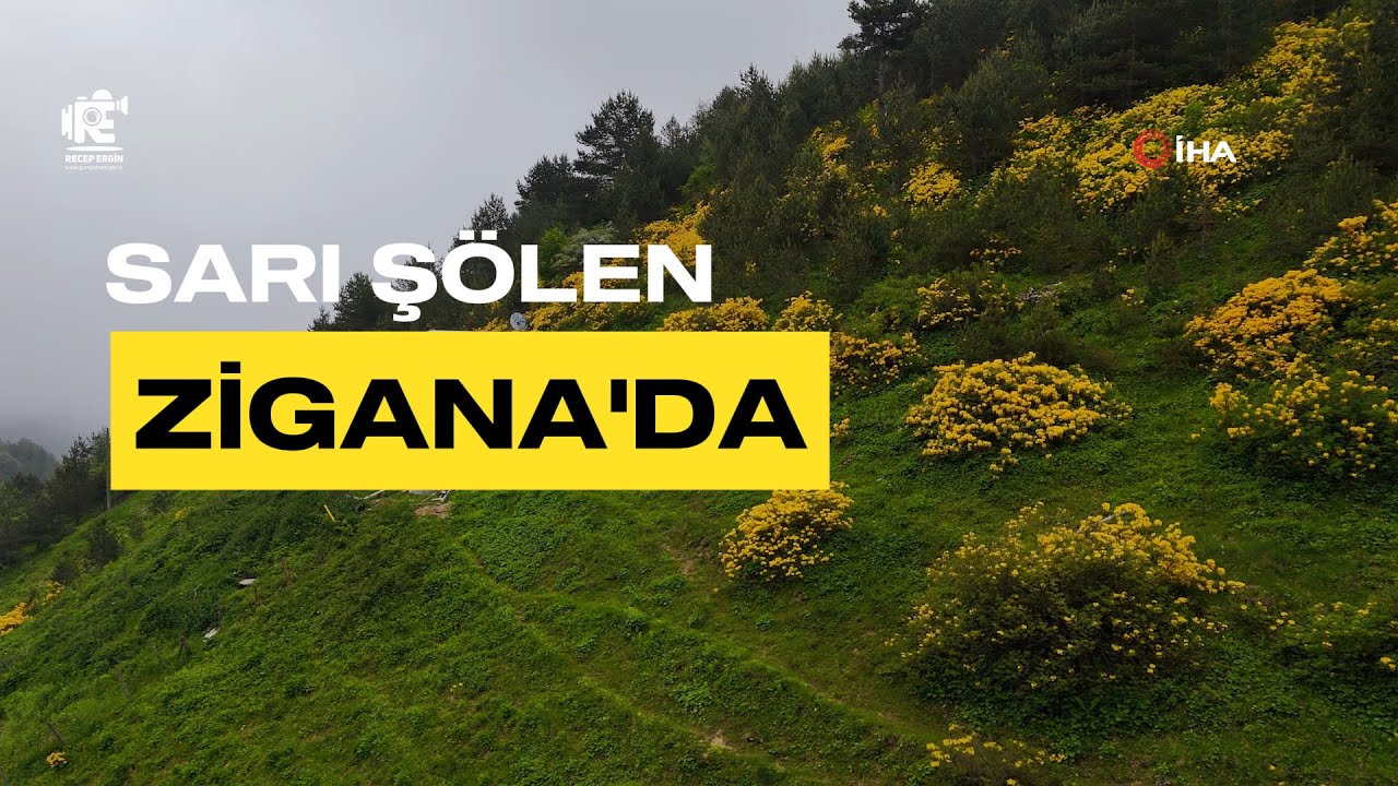 Zigana Dağı'nda Sarı Zifinlerin büyüleyici dansı başladı