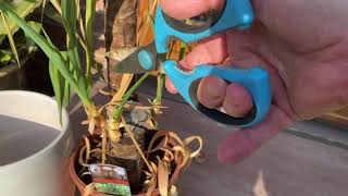 How to revive Yucca an almost dead houseplant Yucca! screenshot 4