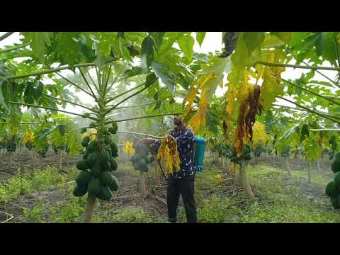 Video: Behandla papaya med antraknos – hur man kontrollerar antraknos på papayaträd