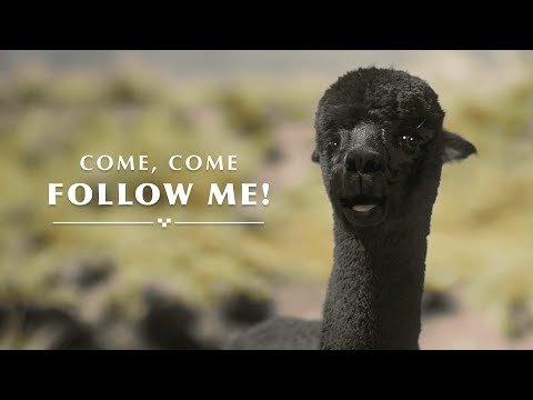 Discover the Best Sustainable Alpaca Fiber