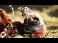 Watch Flesh-Eating Beetles Strip Bodies to the Bone | Deep Look