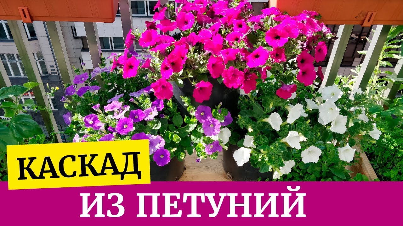 как разместить петунию на балконе