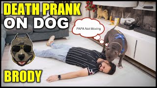 Fake Death prank on my Dog Brody | Funny Dog Video | Harpreet SDC