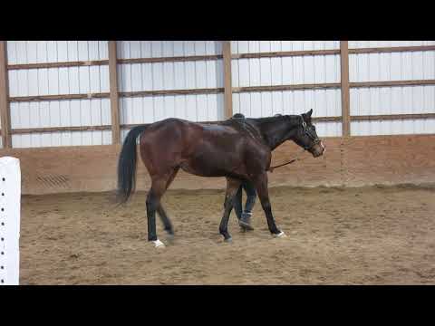 Oscarific - horse for adoption