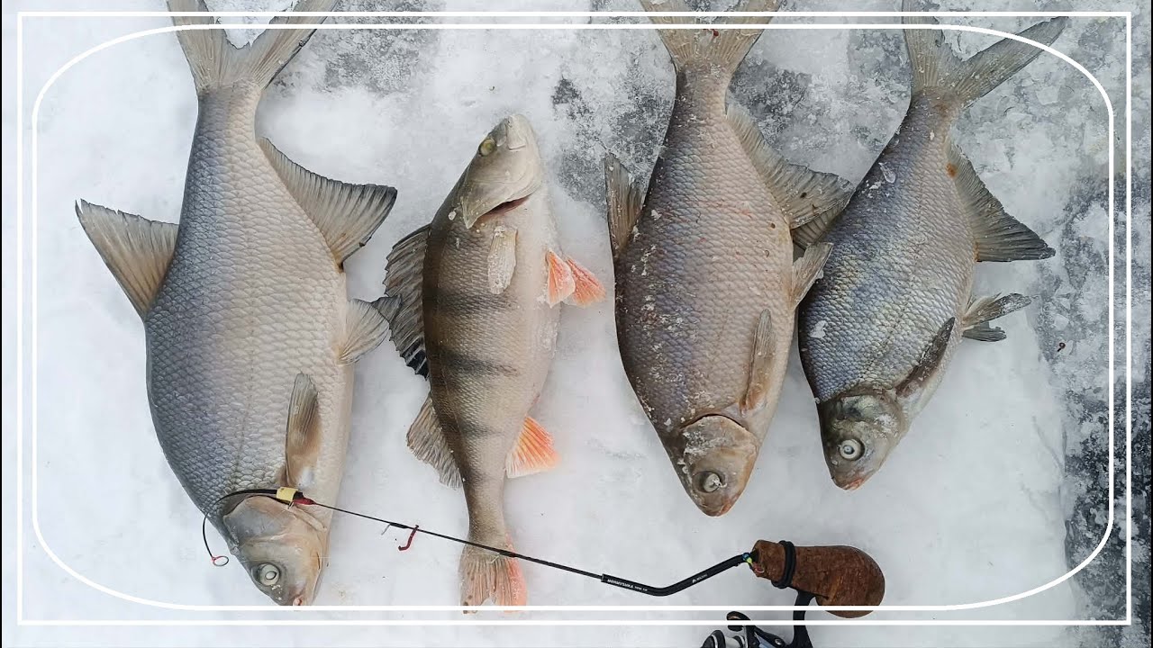 Pierwsze  LESZCZE  z lodu 2026 / Leszcze na mormyszke