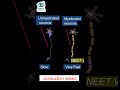 Nerve Signal इतना FAST क्यों होता है? ⚡ Saltatory Conduction Explained | NEET Bio || Myelin Sheath