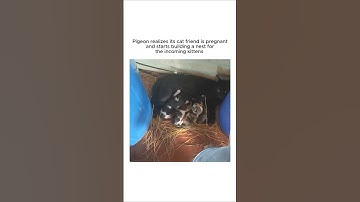 A pigeon built a nest for the kittens ♥️