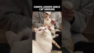 OOMPA LOOMPA DANCE (CAT VERSION) #Cats #OompaLoompa #DanceChallenge