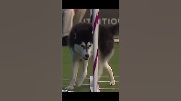 Border Collie vs Husky at agility drill