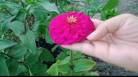 Chia sẻ cách trồng hoa cúc lá nhám và thời gian ra hoa đúng dịp lễ tết 