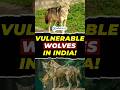 🌾 India’s Hidden Predator — The Vanishing Indian Wolf 🐺💔