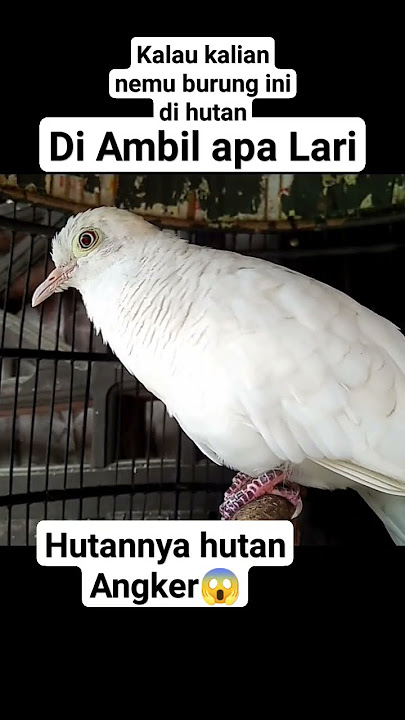 Siapa yang berani kalau nemu perkutut ini di hutan langsung di ambil #perkutut #burung #perkututperk