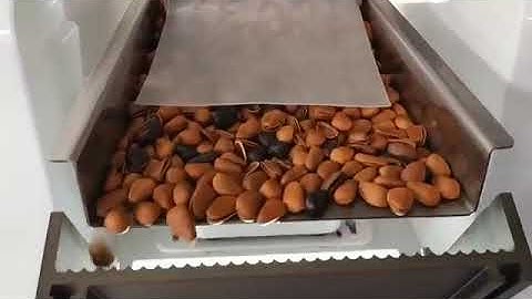 pine nuts processing