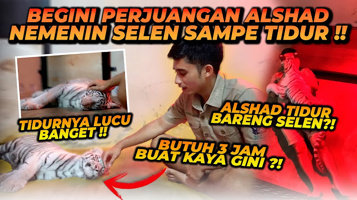 BEGINI SUSAHNYA KELONIN ANAK HARIMAU SAMPE TIDUR ! SELEN BUTUH WAKTU BERJAM-JAM SAMPE MAU TIDUR !!