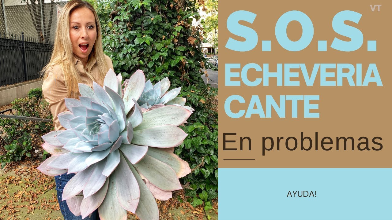 👩🏼‍🌾  Echeveria cante. Resolviendo problemas
