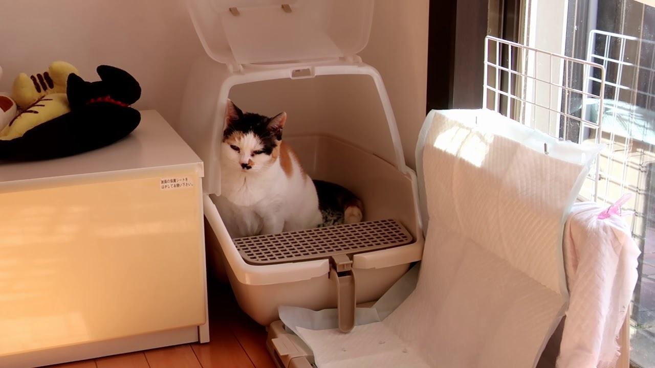 音量注意 膀胱炎の猫の鳴き声 Cat Of Cystitis Youtube