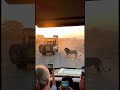 😂 Warthog vs Lion Funny Moments 🦁🐗