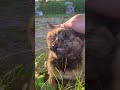 なでてのポーズをとるサビちゃん。#猫動画ショート