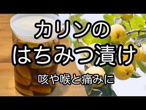 【かりんの蜂蜜漬けの作り方】咳や喉の痛みに　保存食　発酵食品　How to make honey pickled Quince