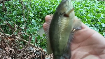 trúng ổ cá rô mề bự chà bá luôn