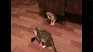 веселые котята и заводная мышка Cats are playing !!!.mpg веселые котята и заводная мышка Cats are playing !!!.mpg