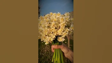 سبحان ذي الجبروت سبحان ذي الملكوت 