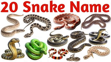 20 Snake Names for Kids | Preschool Animal Learning Video