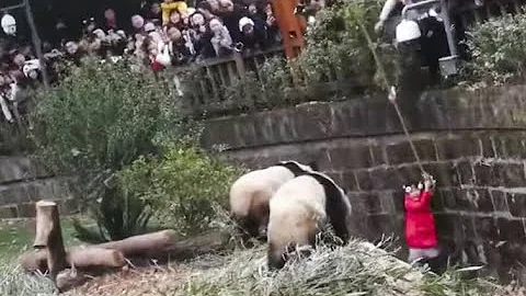 女孩不小心掉入熊猫园，紧要关头之时，熊猫的举动让人意想不到！ - 天天要闻