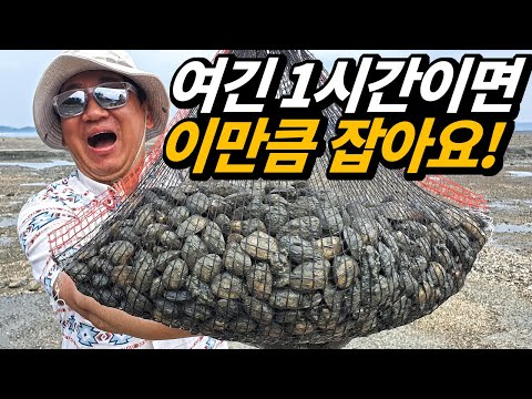 조개가 산더미처럼 쌓인 갯벌이 있다? 그냥 파면 무더기로 나오는 곳(태안 가로림만)