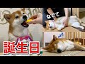 【祝7歳】食べて甘えてすぐ寝ちゃうかわいい柴犬の誕生日パーティー。