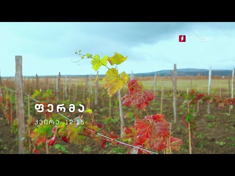 „ფერმა\" - 25 ნოემბერს, 12:15 საათზე