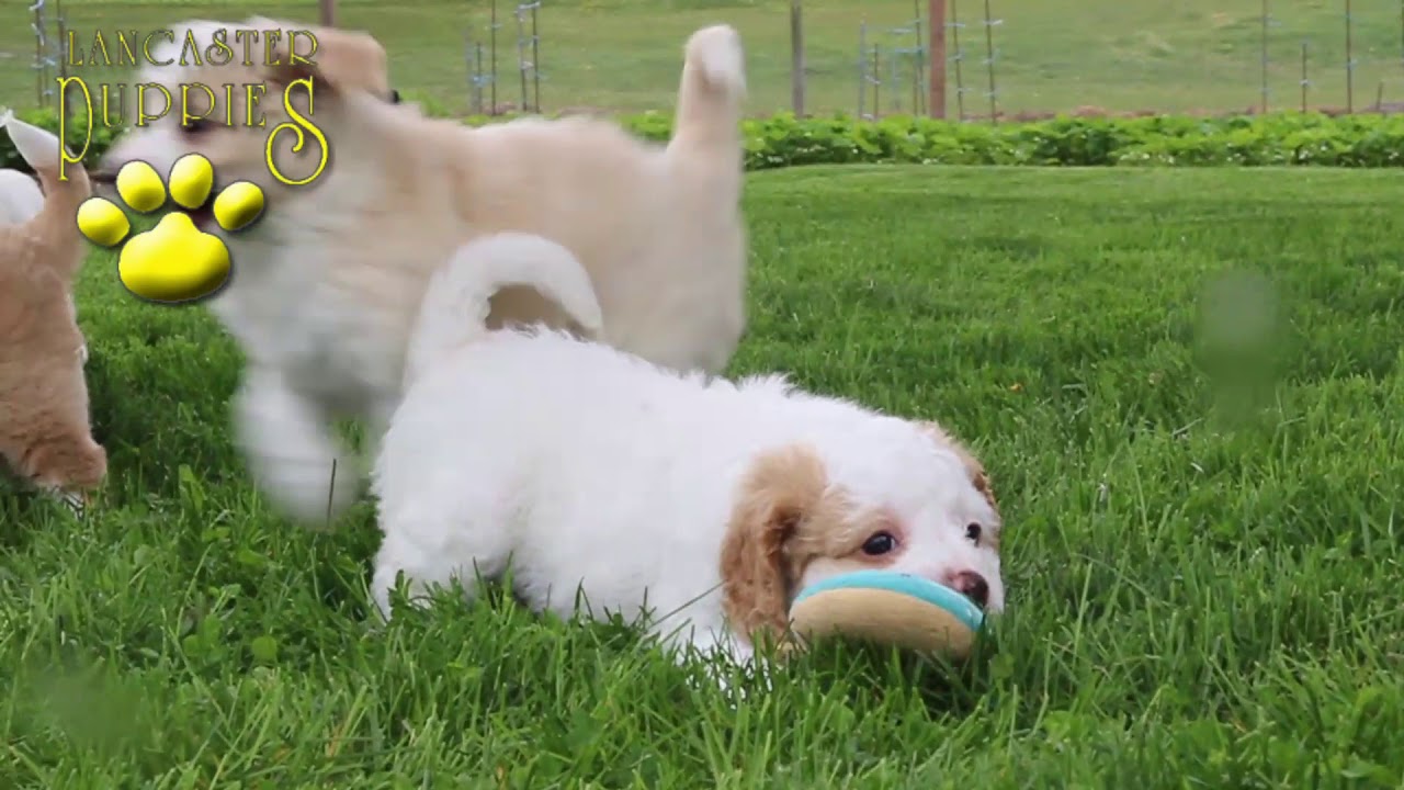 Cavalier Mix Puppies YouTube