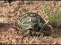 La tortue d'Hermann (Testudo hermanni)