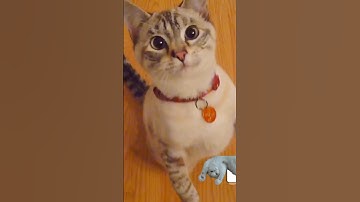 Feline Quirks: 8 Odd Cat Behaviors Decoded