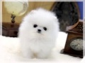 Amazing Cheap Teacup Pomeranian For Sale